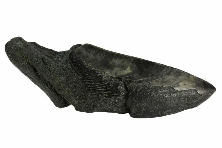 Partial Fossil Megalodon Tooth - South Carolina #121275